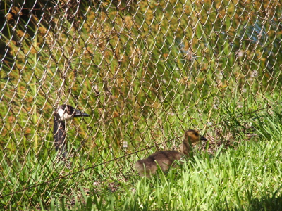 [One adult goose is on the far side of the chain-link fence while the gosling walks a few steps ahead of it on the near side of the fence.]